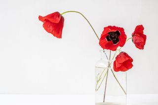 red poppies in a glass vase