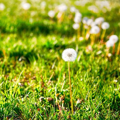 Dandelion clocks