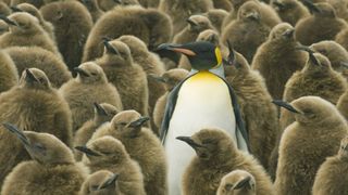 A lone King Penguins (Aptenodytes patagonicus) adult surrounded by chicks covered in brown down feathers, South Georgia Island