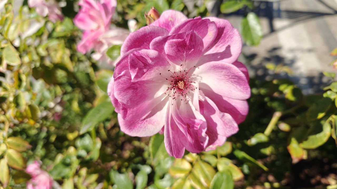 OnePlus Open camera sample image