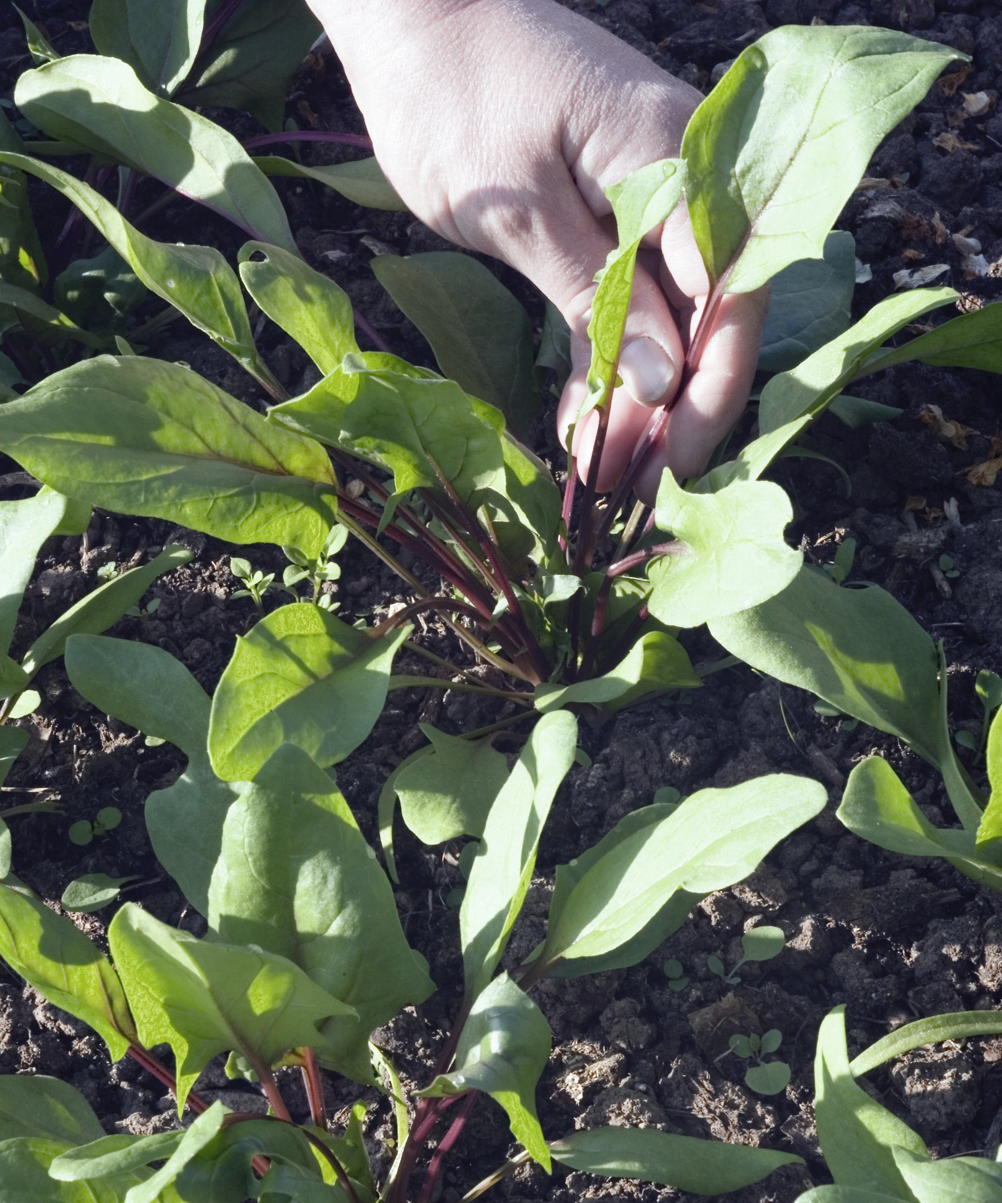 A gardener is picking young leaves from the plant by hand