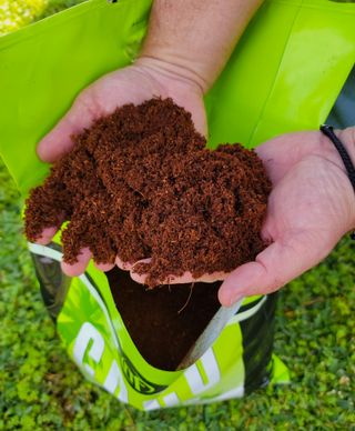 Coco coir displayed in hand