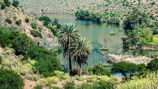 A green oasis with palm trees and a river in the Sahara desert