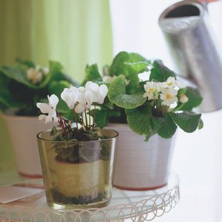 White flowering indoor cyclamen and primrose houseplants in pots on table