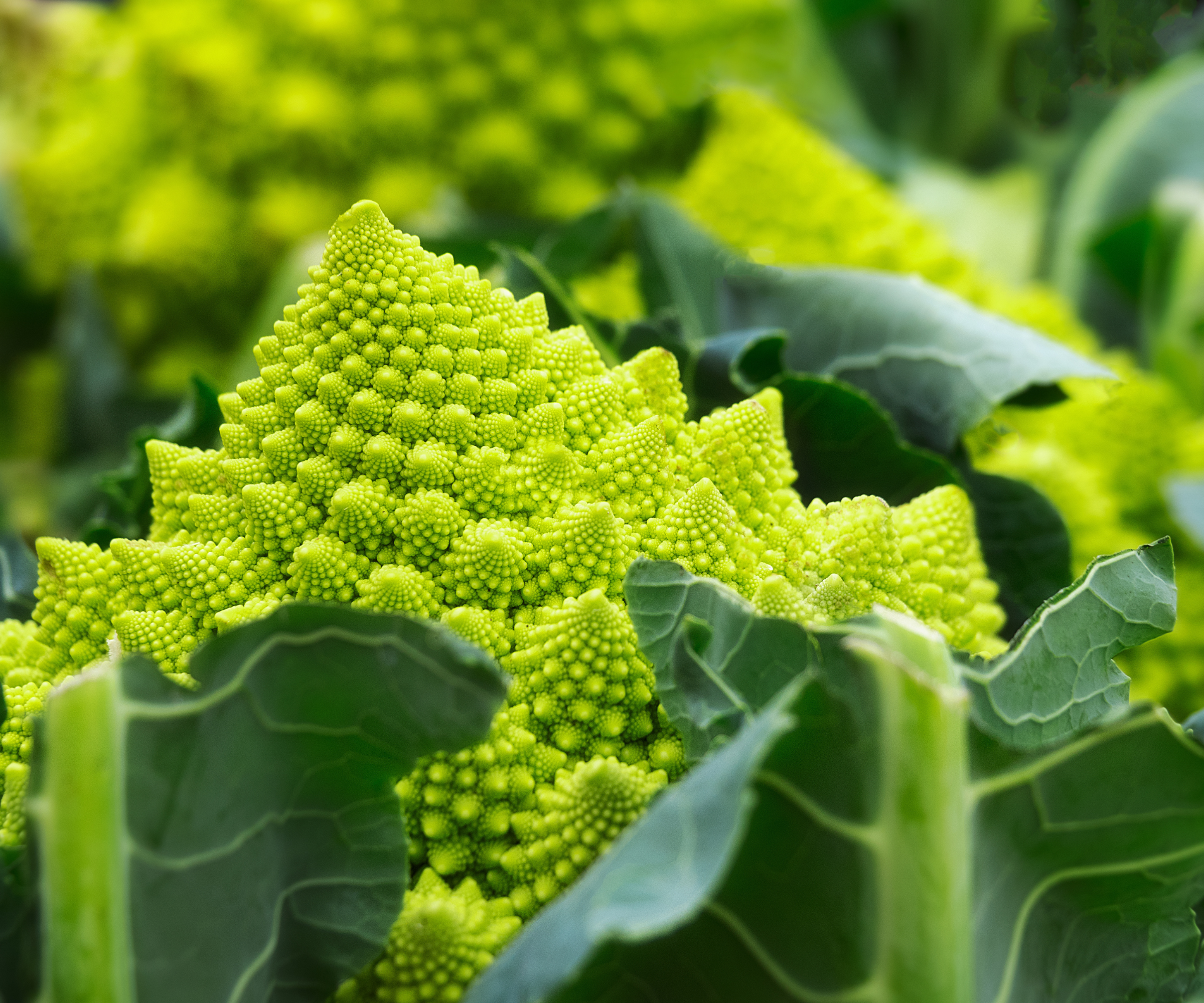 close up of romanesco cauliflower
