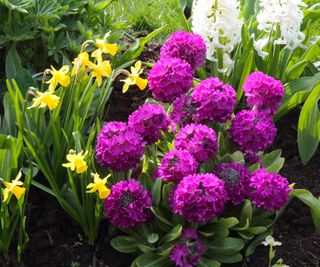 Drumstick primula growing with daffodils and hyacinths