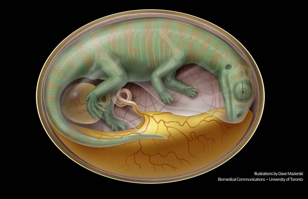 Dinosaur embryon in egg