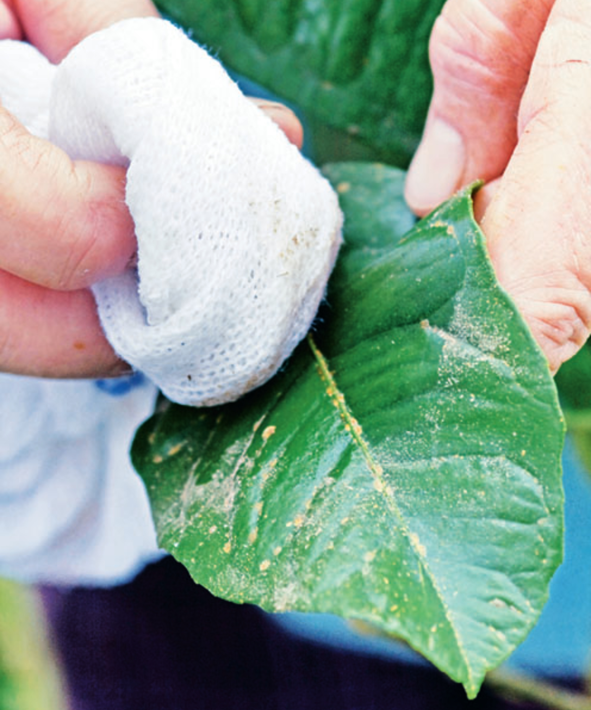 Cleaning Scale insects &amp;amp; sooty mould on citrus tree, lemon