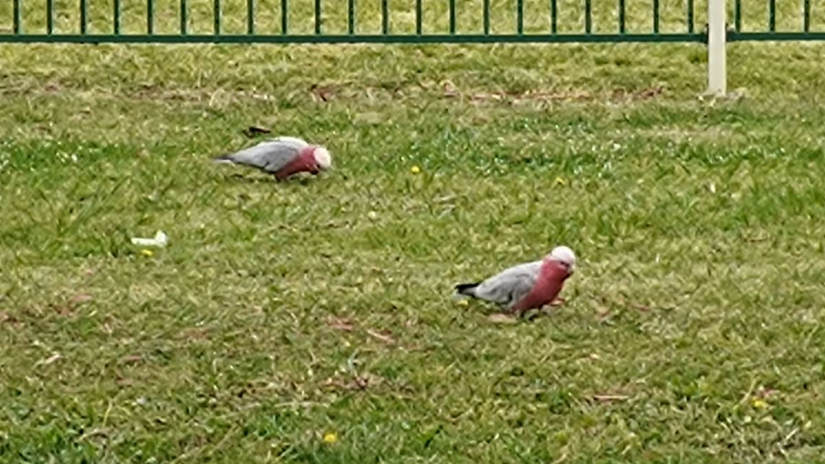 Motorola Edge 20 Fusion camera samples
