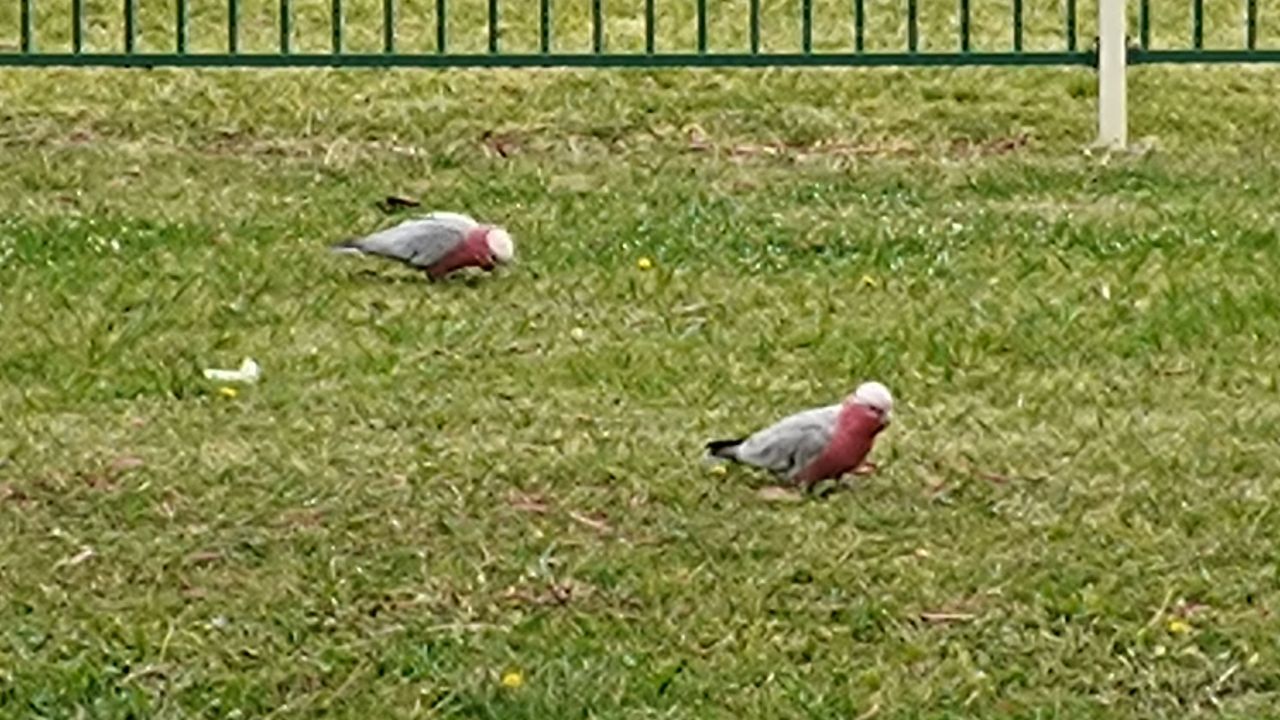 Motorola Edge 20 Fusion camera samples