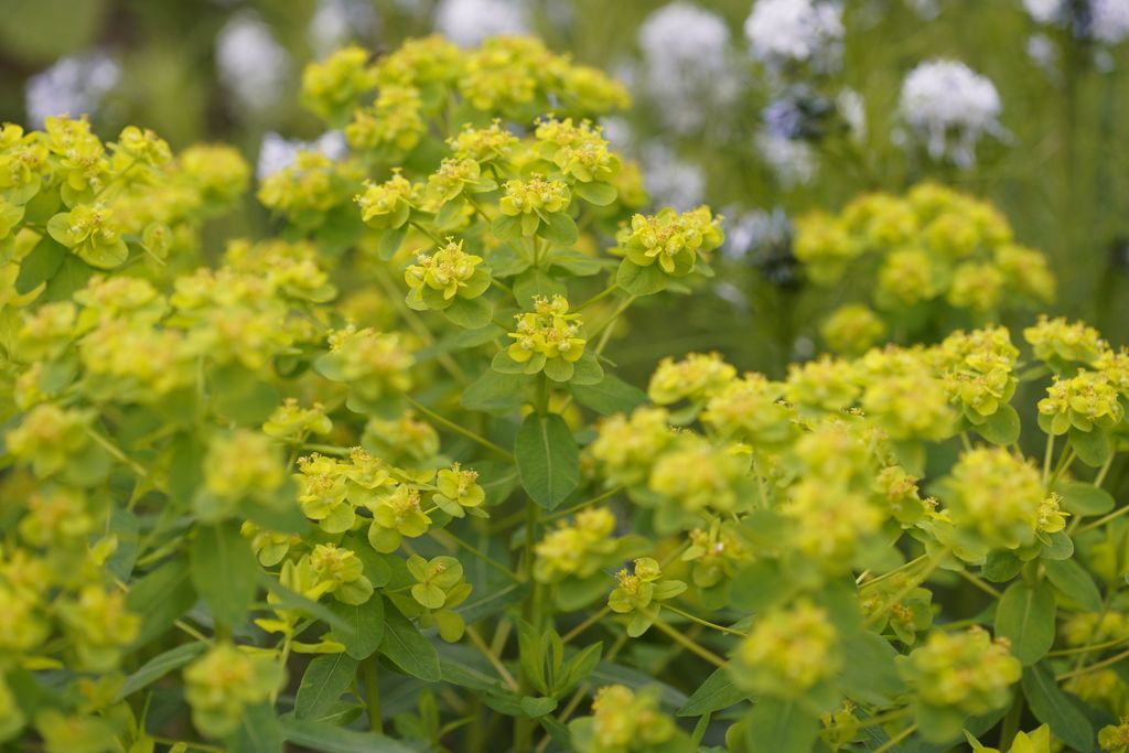 Best drought tolerant plants top picks for hot, dry weather GardeningEtc