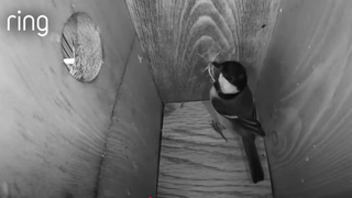 Ring and the RSPB are giving away 50 free cameras so you can enjoy ...
