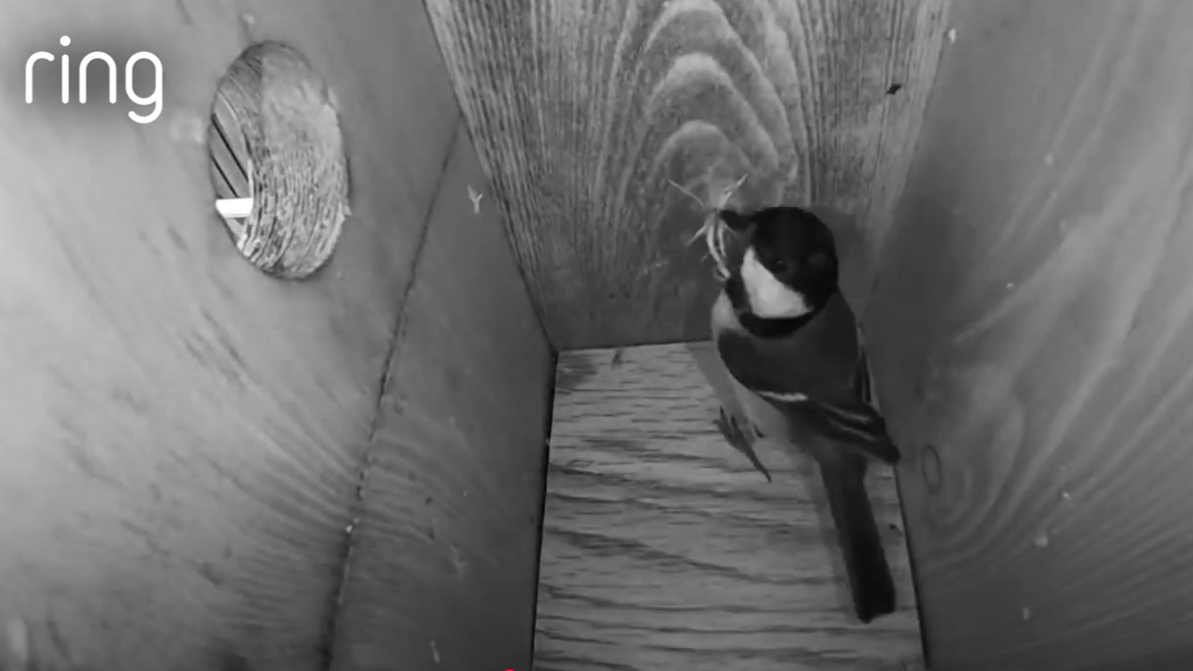 Great tit in nest box caught on Ring camera