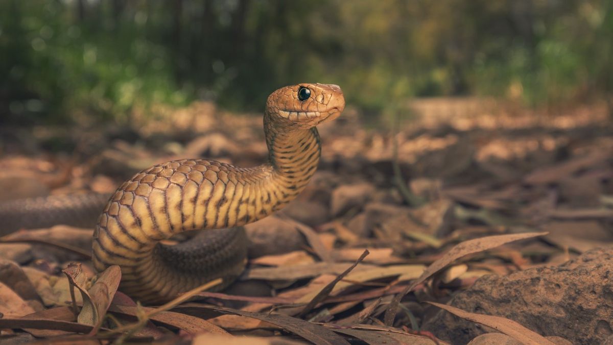 eastern brown snake fangs