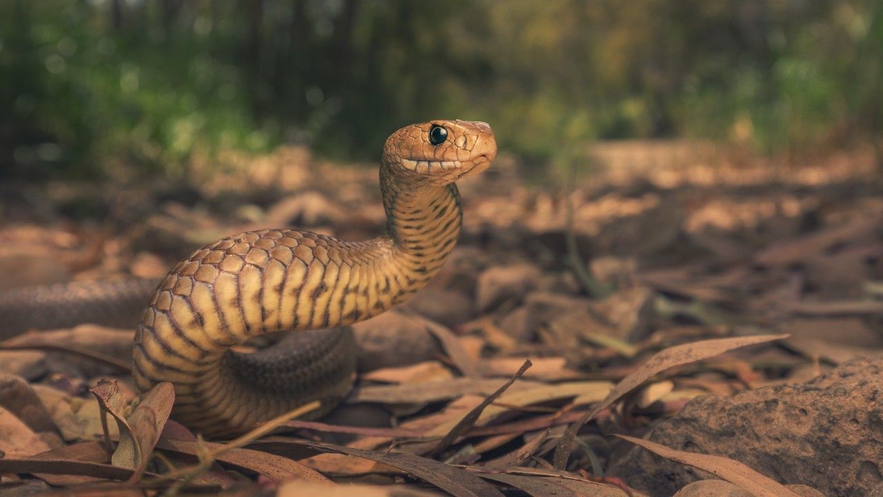 Там змеи. Ваше Змейство. Brown Snake.