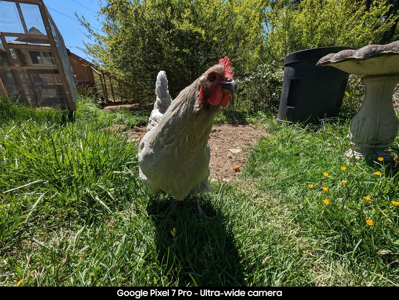 Google Pixel 7 Pro camera samples to compare to the Pixel 7a