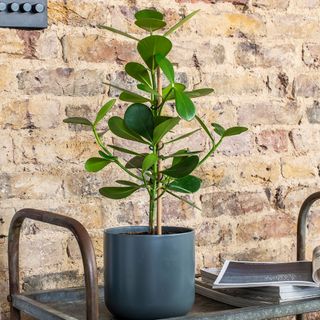 Potted tree on a metal trolley against brick wall