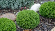 Dwarf evergreen hebe in a garden border