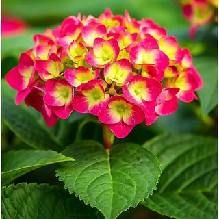 Hydrangea Mix 10+ Seeds Flowers Easy to Grow Planting for Outdoor Indoor