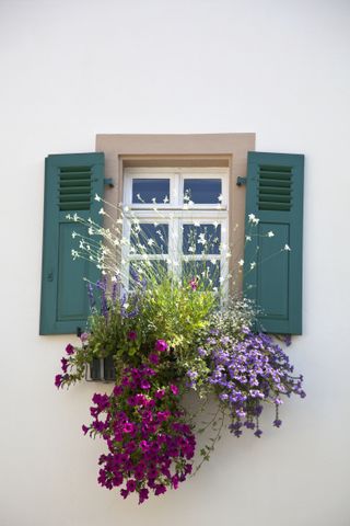 window box ideas: shutters and planter