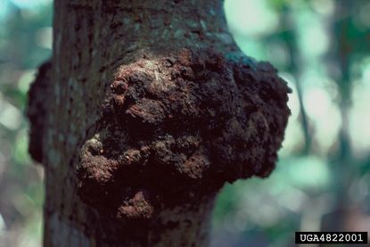 Eucalyptus Tree With Canker