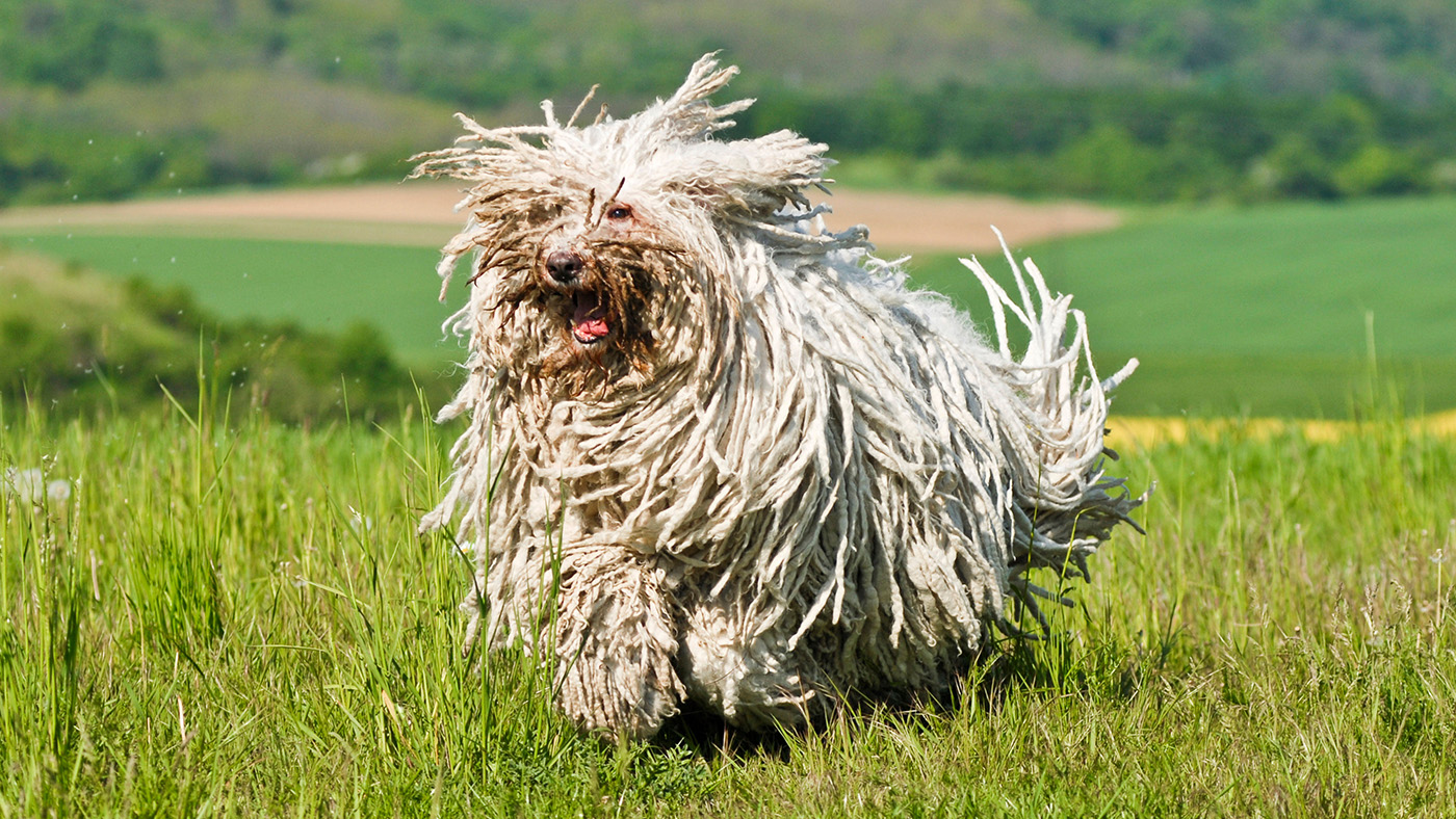 Komondor dog running towards camera