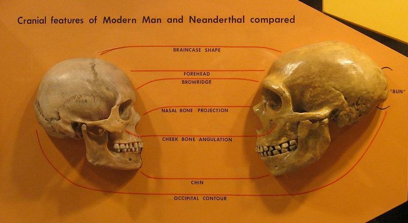 Side-by-side comparison of Neanderthal and modern human skulls from the Cleveland Museum of Natural History.