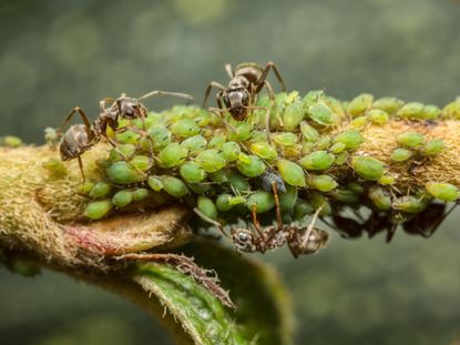 Ants On Plants