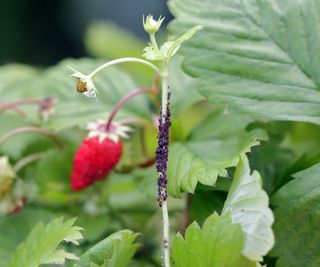 Aphids on a stem of a strawberry plant