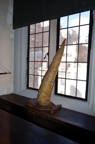 a preserved sperm whale penis