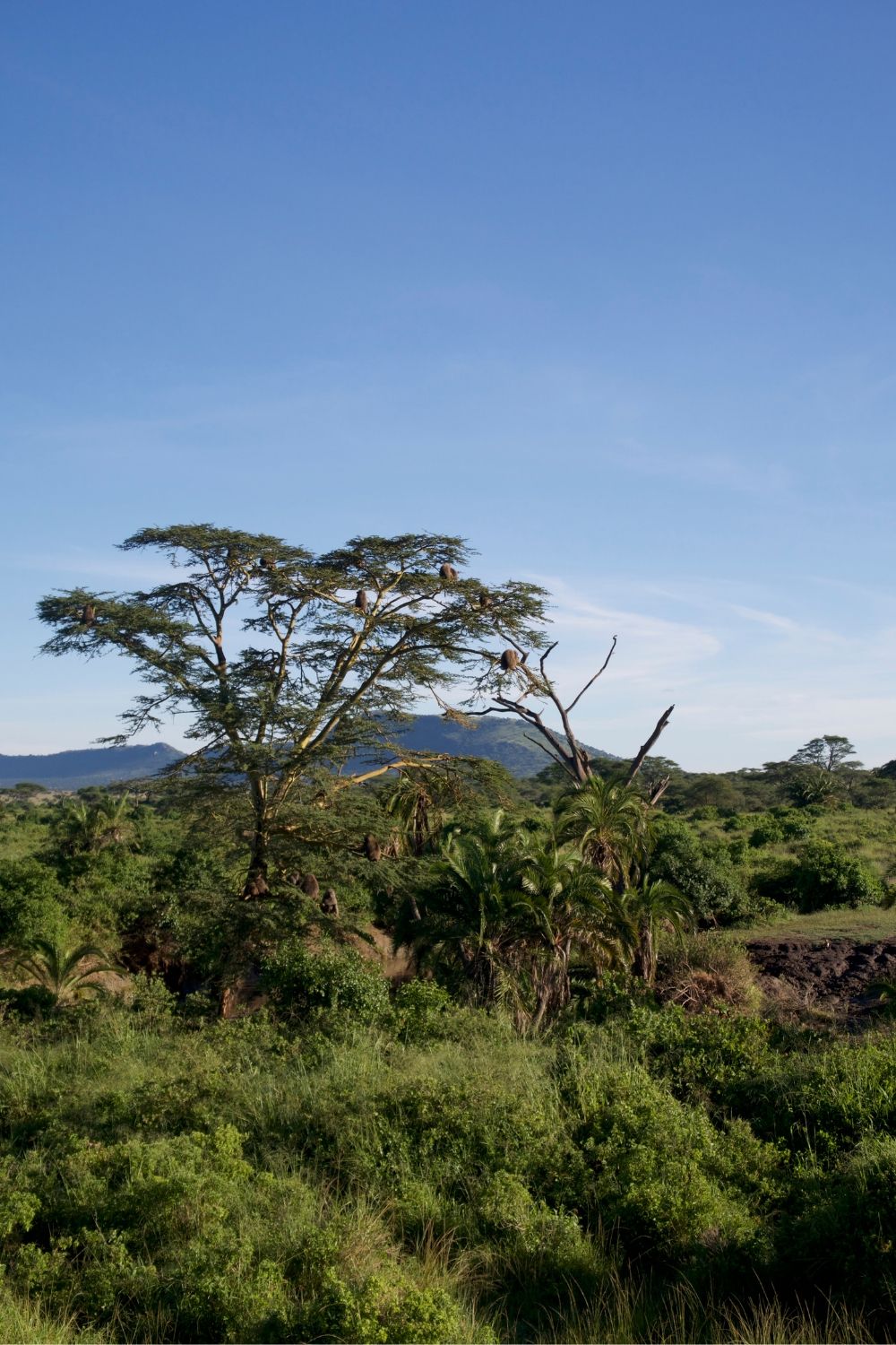Serengeti Balloons Safaris