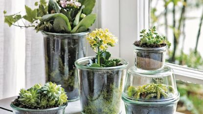 Houseplants stored within Utilitarian glass jars