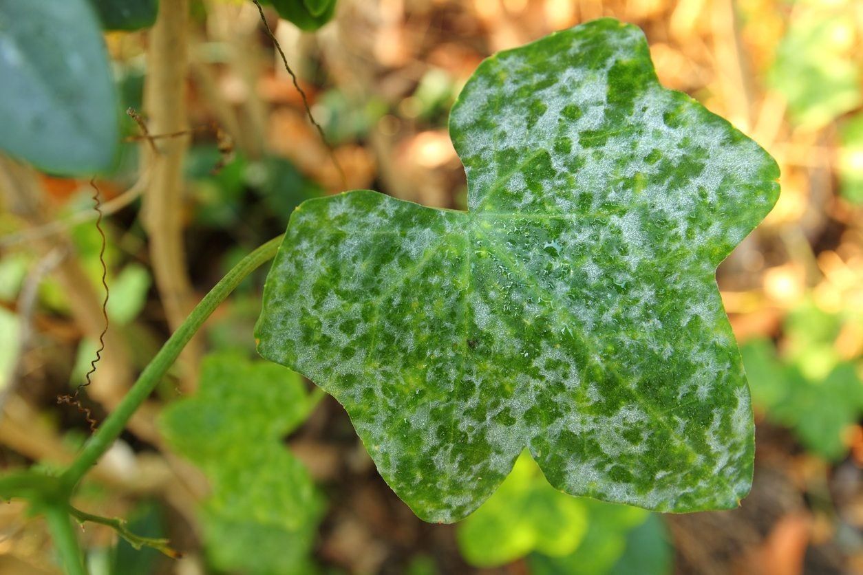 Powdery Mildew On Cucurbits Plant