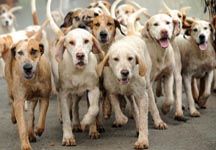 hounds4.jpg