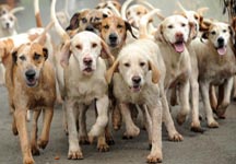 hounds4.jpg