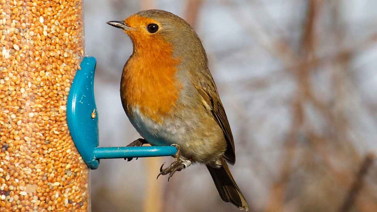 Robin feeding from a bird feeder