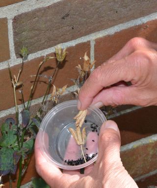 Collecting ripe aquilegia seeds