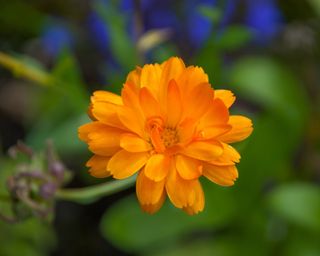 Marigold flower on a green & blue background in bright light in autumn.