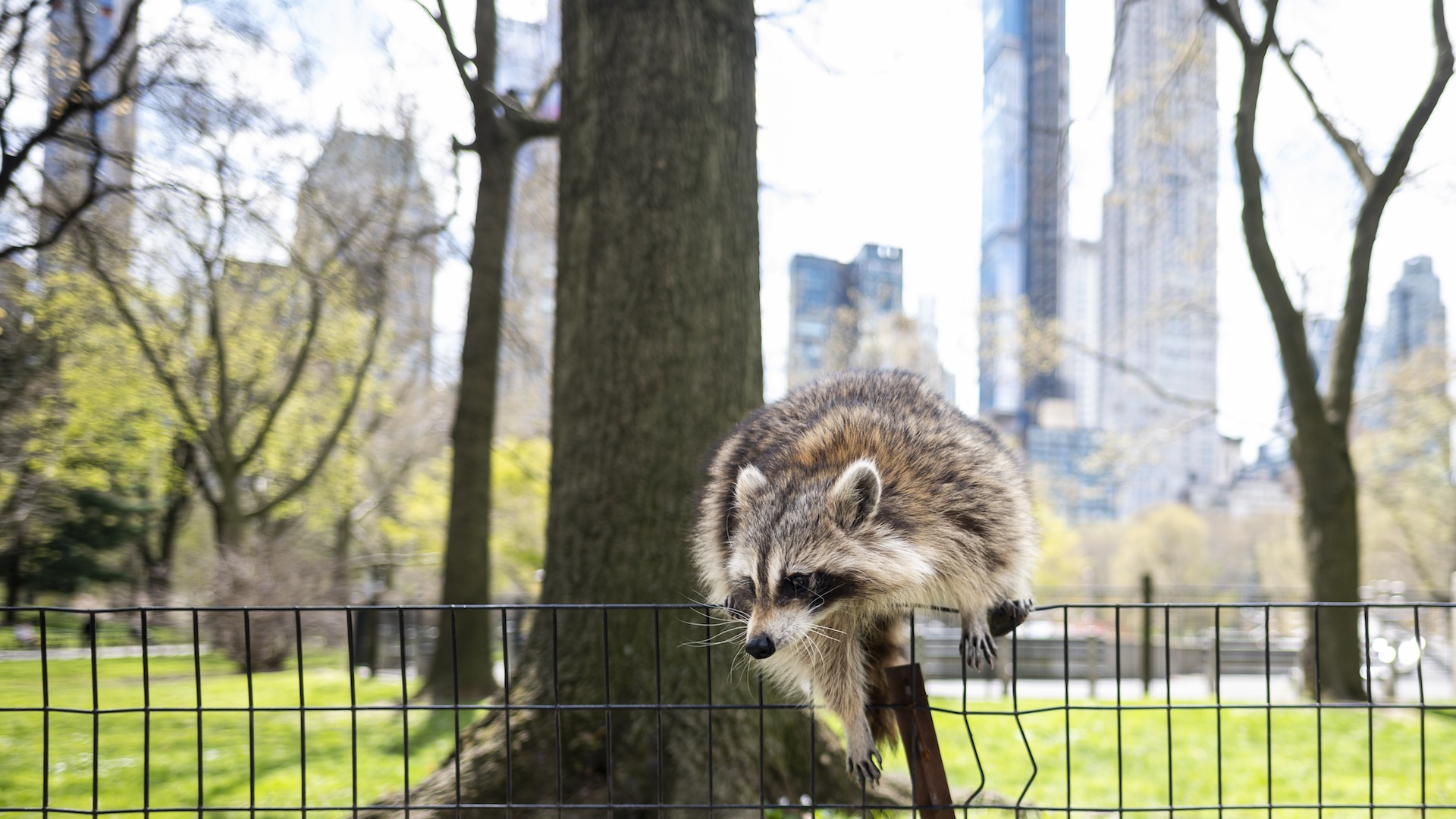 a raccoon on a fence in Central Park with a view of the NYC skyline in the background