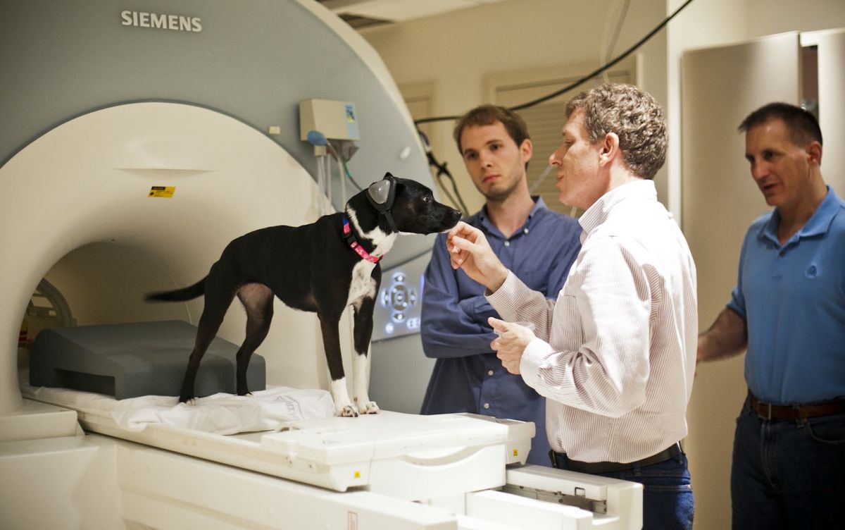 dogs brains scanned