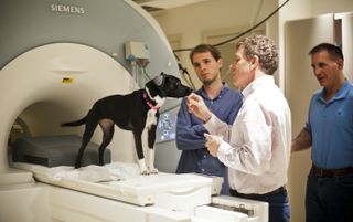 dogs brains scanned