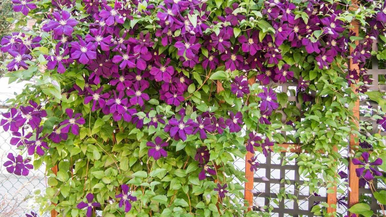 Clematis Vine on Trellis