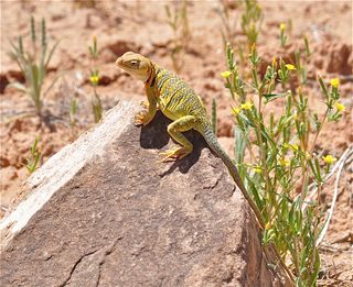 The wildlife of the Colorado Plateau is diverse