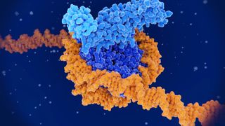 tightly coiled DNA shown in orange wrapped around a large blue protein, called a histone