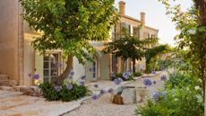 Agapanthus growing in a mediterrenean garden