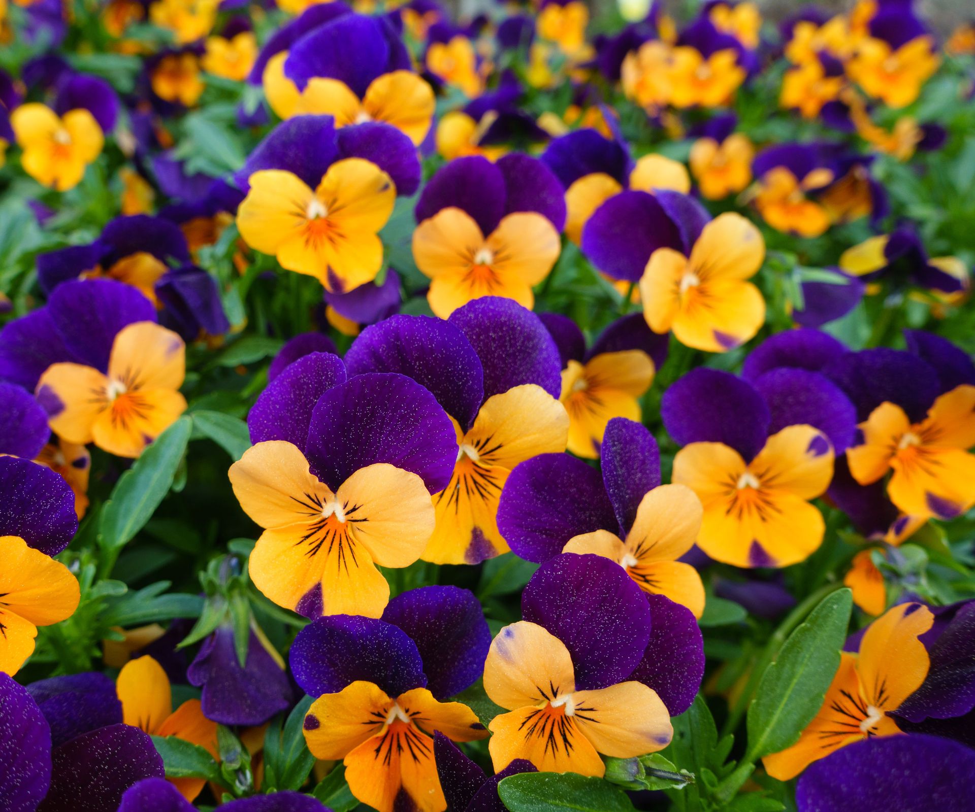 orange and purple pansies in a container