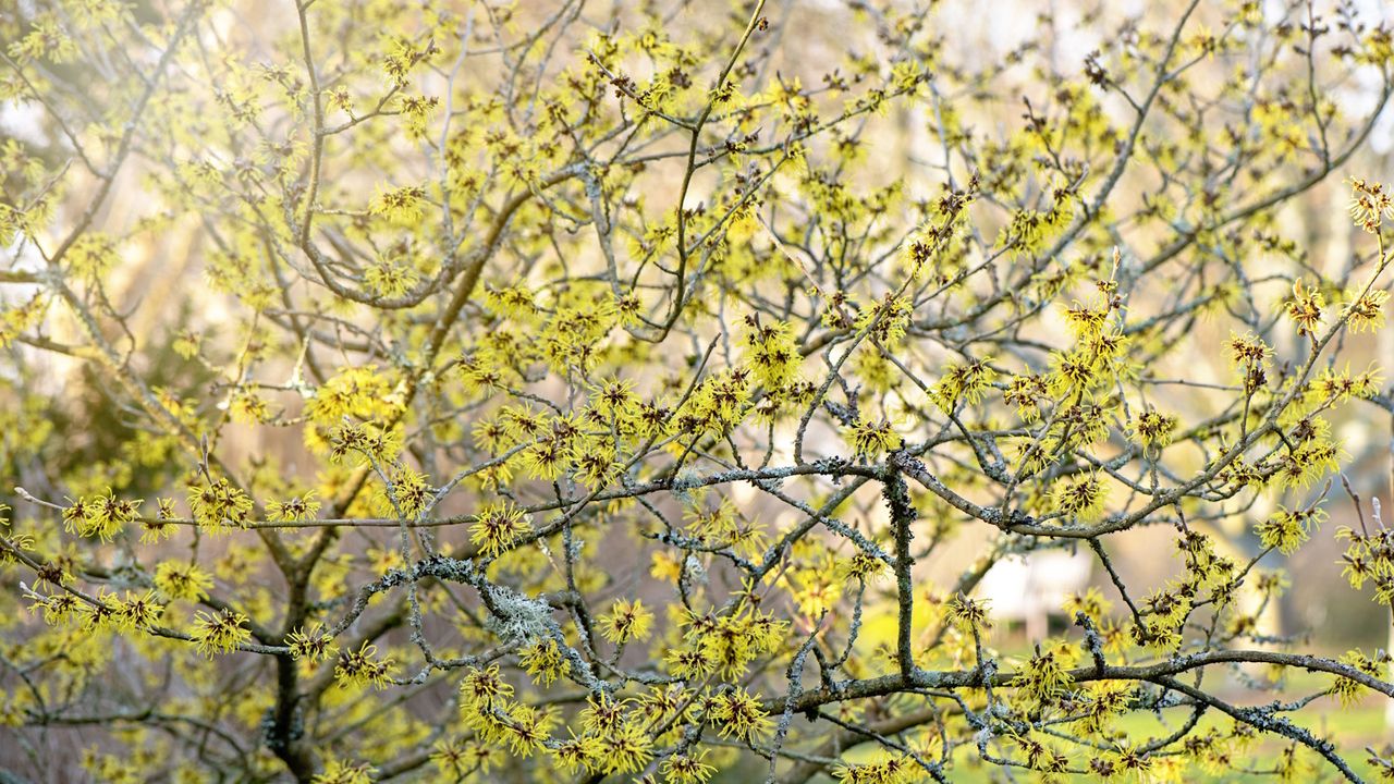 Yellow witch hazel bloom in a winter garden