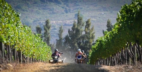 The leaders make their way through the vineyards