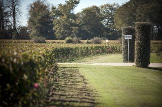 Vines at Ch&acirc;teau Corbin
