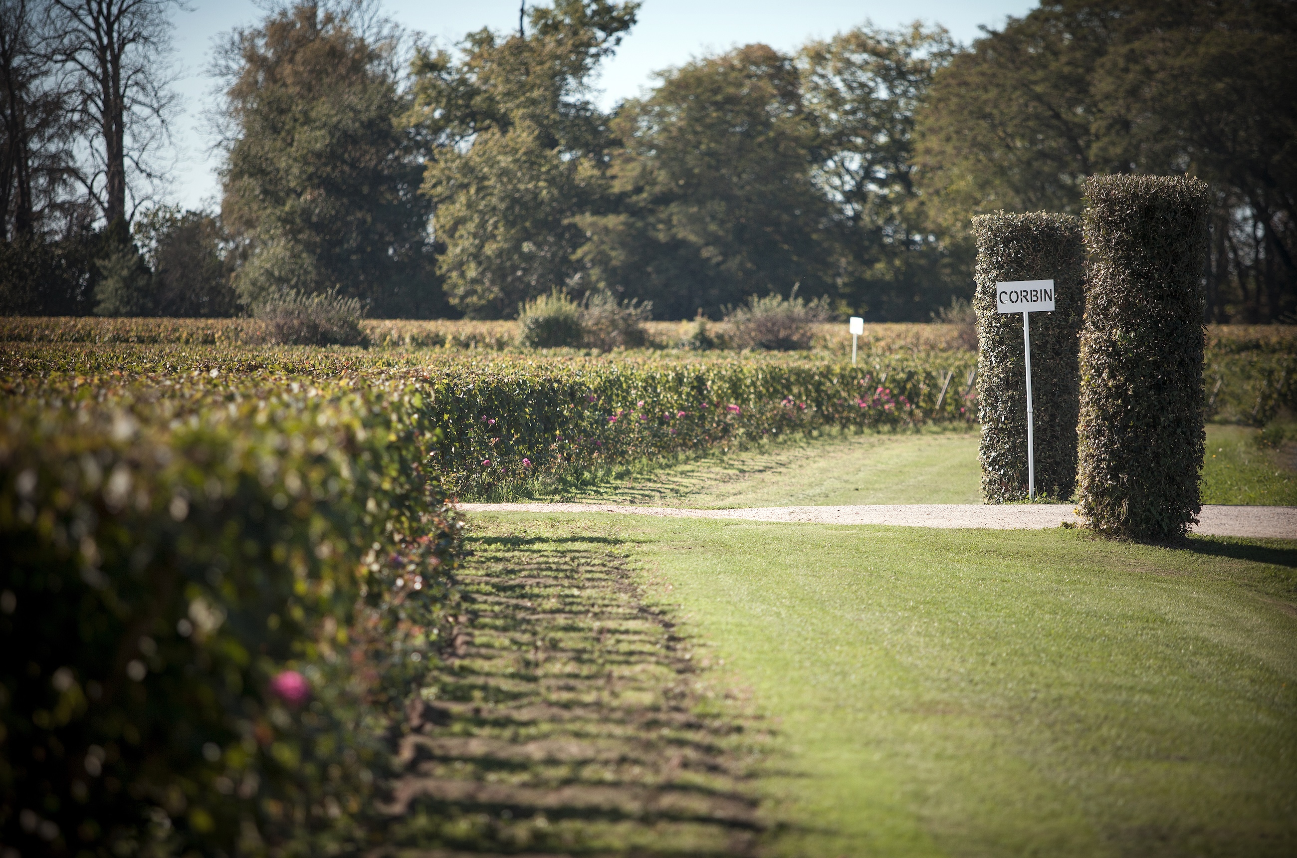 Vines at Ch&acirc;teau Corbin